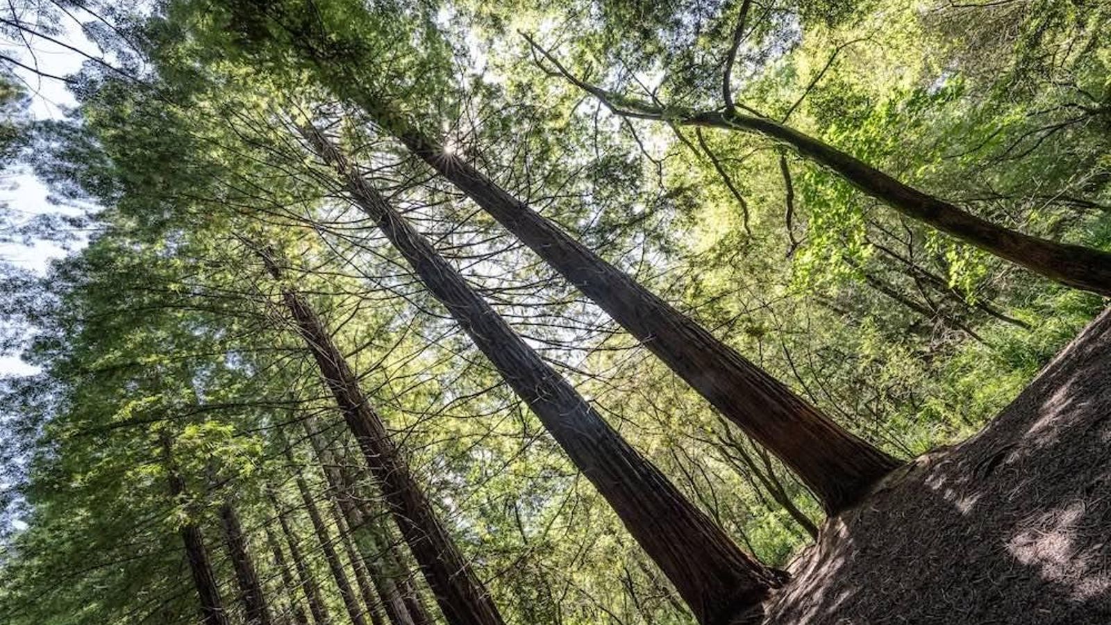 espana cantabria secuoyas diagonal