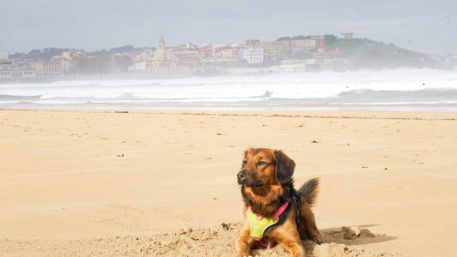 asturias gijon playa san lorenzo perro bergamo