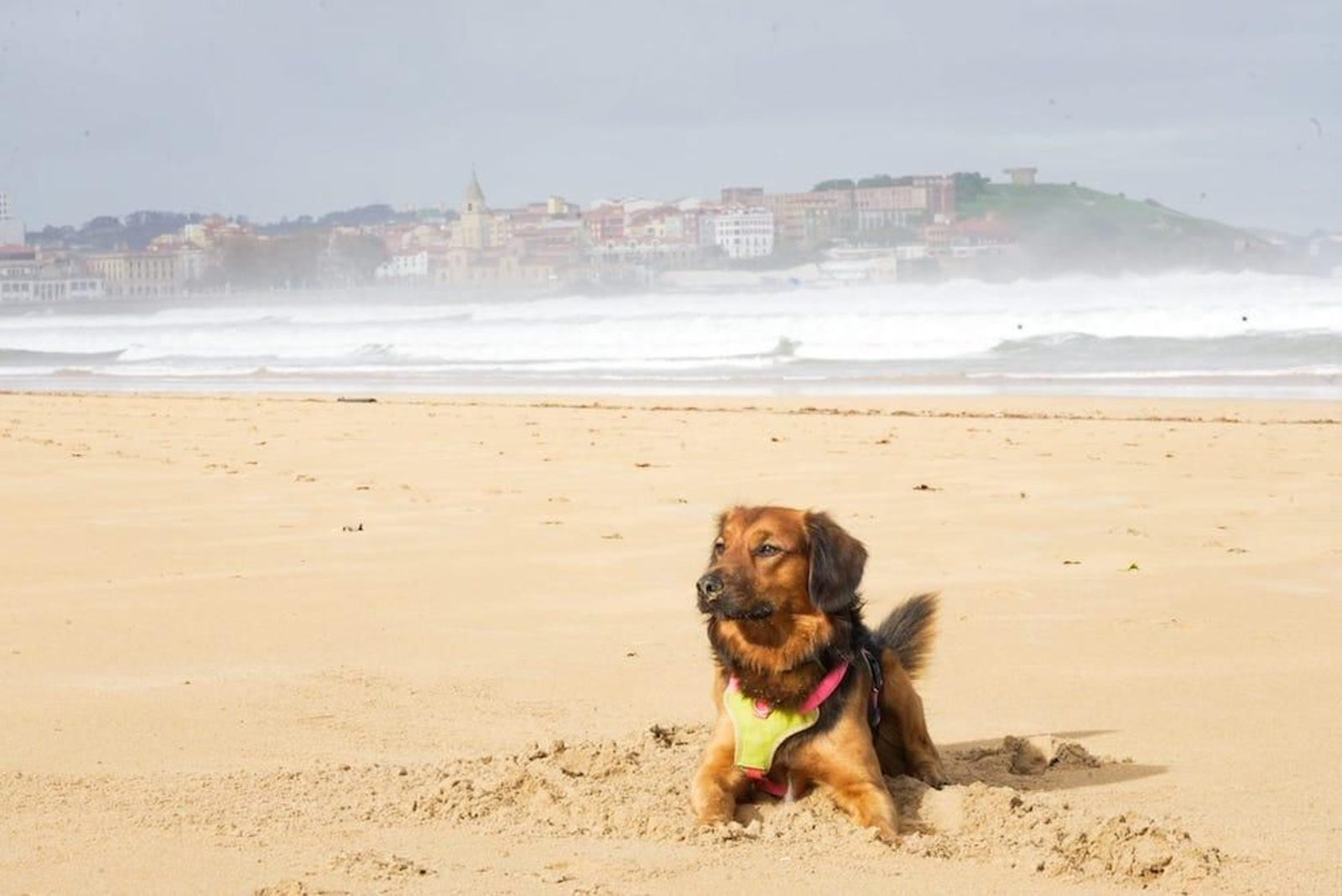 asturias gijon playa san lorenzo perro bergamo