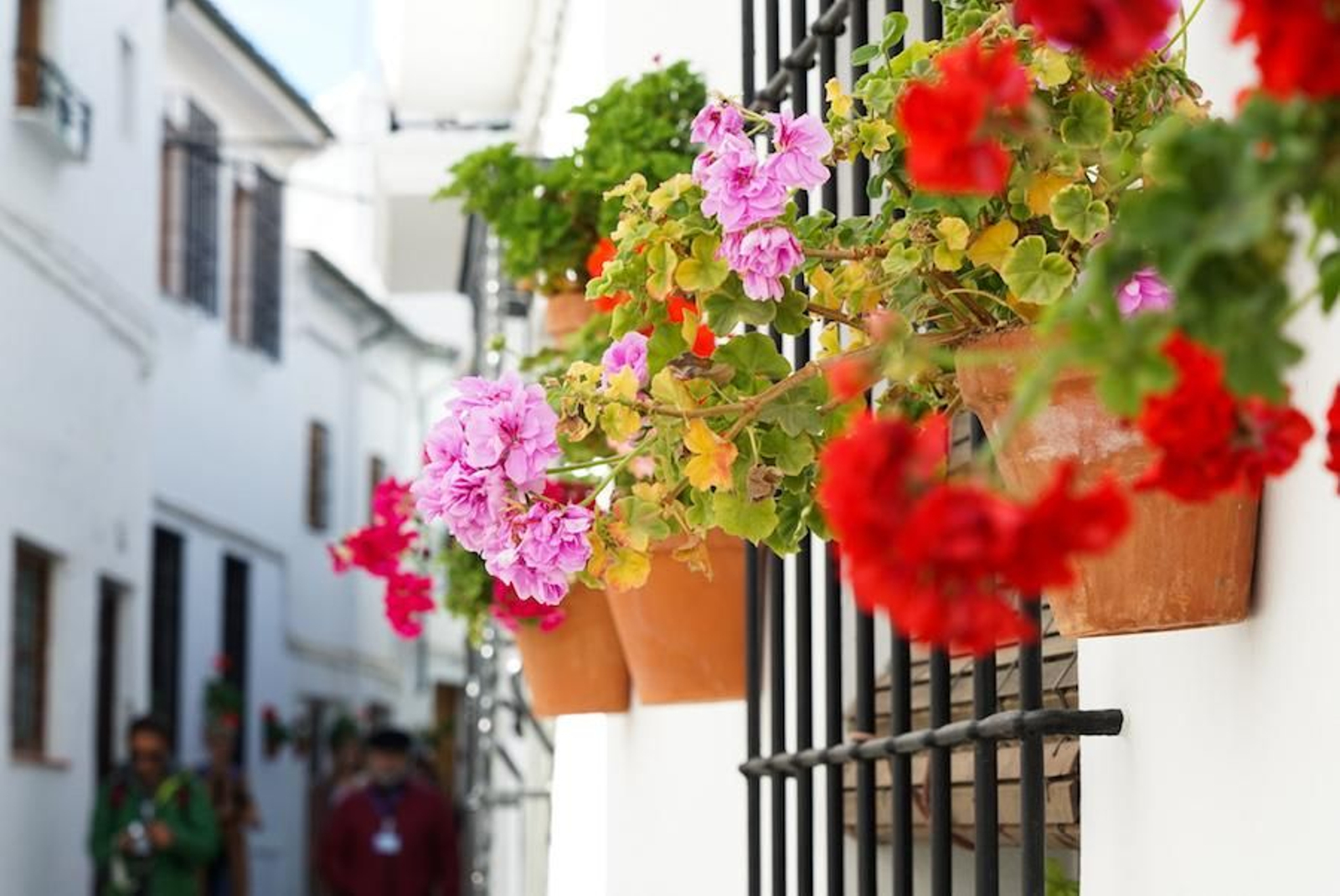 Fotogalería zip cien fotos