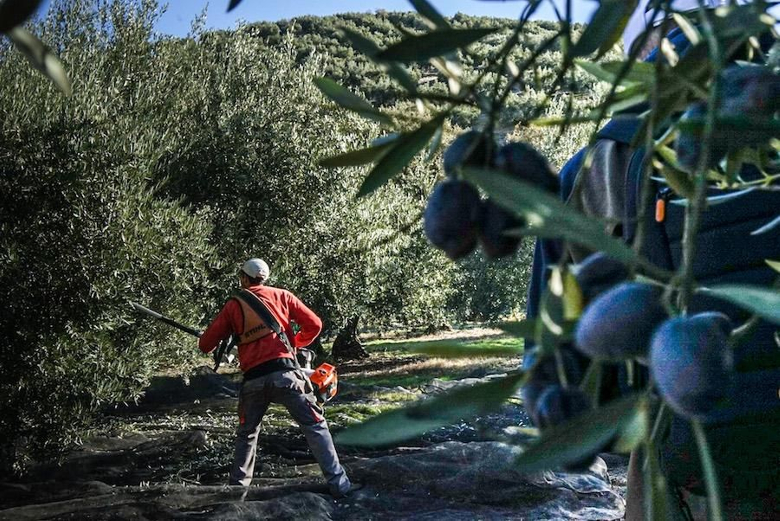 Fotogalería zip cien fotos